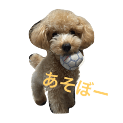 toy poodle one day