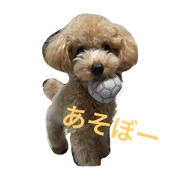 toy poodle one day