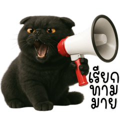 แมวดำ วีนทุกวัน