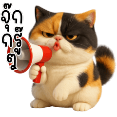 แมวสามสีCalico cat วีนทุกวัน