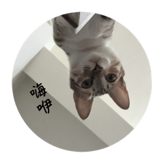 小貓1.0