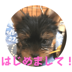 Suzu_20250919194406