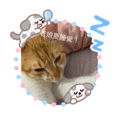 我的可愛小貓咪～