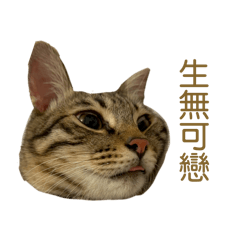 虎斑球球-日常系列