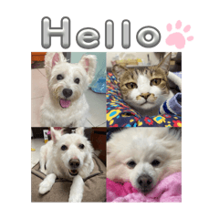 波亮派～喵 第三彈