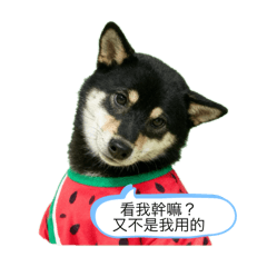 徐妞妞的日常貼圖