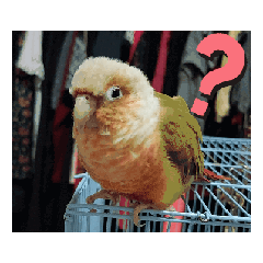 這些小鳥嘰嘰喳喳-過動刺刺篇