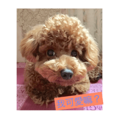dog QQQ