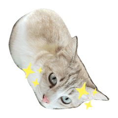 TRAT and MAK island beach cats