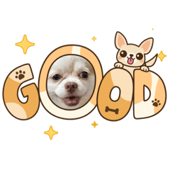 吉娃娃太可愛貼圖