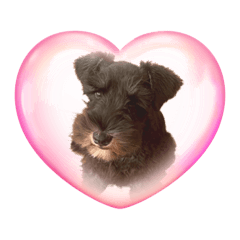 hachi_20250919114941