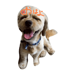 まる君の犬の1日