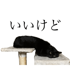 pink grapefruit_20250920170318