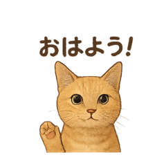 HACHI_20250920184207