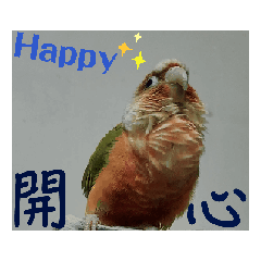 這群小鳥嘰嘰喳喳-過動刺刺篇2