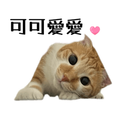 貓貓小阿肥