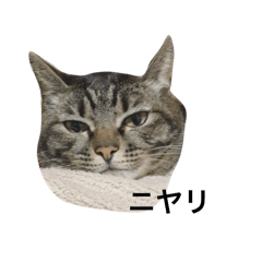 kotty_20250921111211