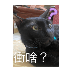 寵物貼圖(⁎⁍̴̛ᴗ⁍̴̛⁎)