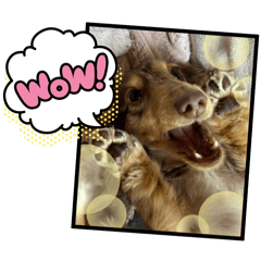 ogasawara_20250921095739