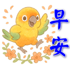 可愛金太陽鸚鵡*日常實用貼