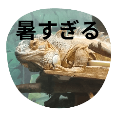 koshihikari_20250921115541