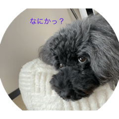 koto_20250921131005