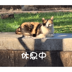 綜合的貓貓