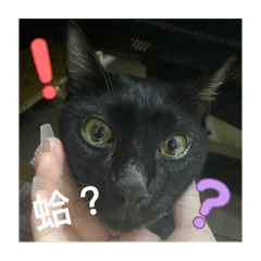 寵物貼圖↖(^ω^)↗