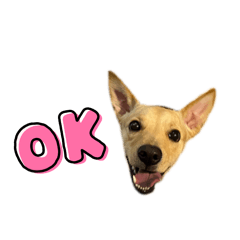 波比日常實用對話♡