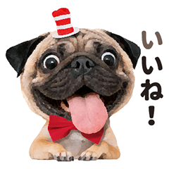 百變巴哥-巴吉-日常對話v2（日文版）