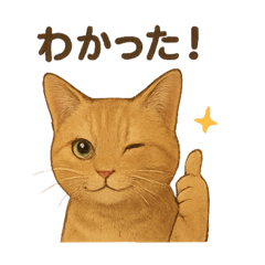 TORANEKO NO every day