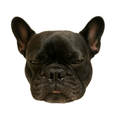 French Bulldog Koku