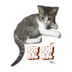 阿咪的成長紀錄2