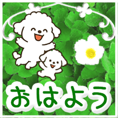 飛び出すトイプードル！大人やさしい野の花