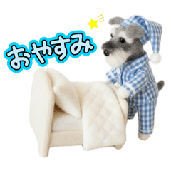 Little Angel Puppy Dressed Schnauzer