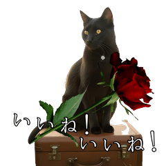 黑貓Noa的可愛日常