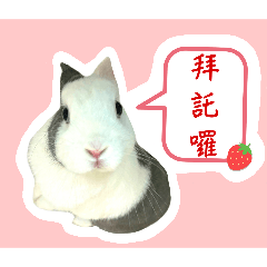 可愛兔兔小寶貝