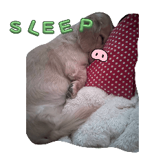 一隻奶茶豬(⁠•⁠ө⁠•⁠)⁠♡