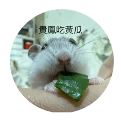 貓、鼠、人小貼圖