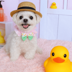 散歩が好きなこの子の名前は雪です。