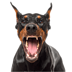 Daily Life of Doberman