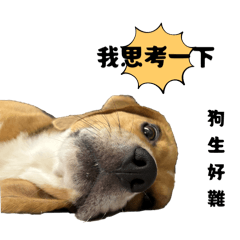 雙寶ㄉ滴滴&Tashi