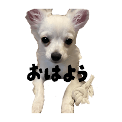 This is Lala the Chihuahua.