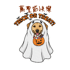 乖巧黃狗來祝賀