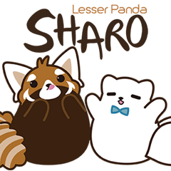 Lesser panda Sharo