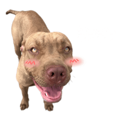 阿巴斯的寶寶們！