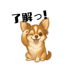 chiwawan.
