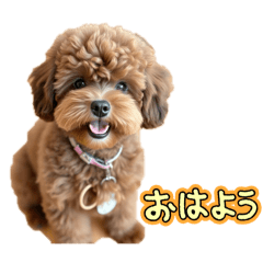 小狗大集合！萌萌哒小狗们来啦