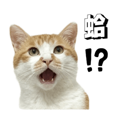 橘烤飯飯實用貼圖！