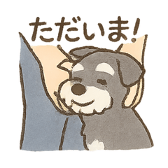 Miniature Schnauzer Everyday Together